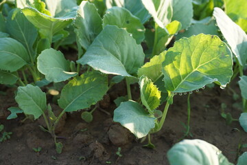 Green vegetables in agriculture farms and green salad are healthy food. 