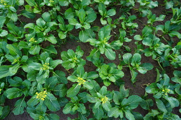 Green vegetables in agriculture farms and green salad are healthy food. 