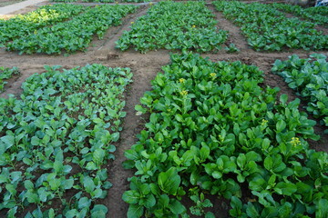 Green vegetables in agriculture farms and green salad are healthy food. 