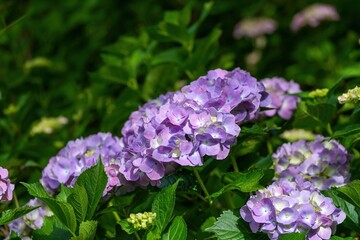 木漏れ日浴びて輝く満開の紫のアジサイ