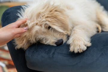 ラブラドゥードル　Labradoodle