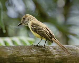 Myiarchus cephalotes
