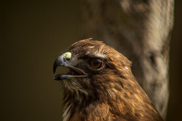 Close-up of eaglet opening its beak in the zoo