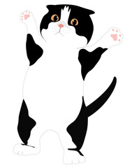 Black and white cat standing vector design illustration