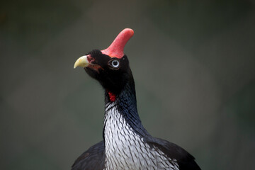 Photograph of a beautiful red horned pheasant looking into nothing