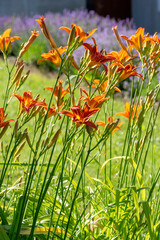 Hemerocallis fulva or the orange day-lily. Corn lily flowering in the garden. Close up. Detail.