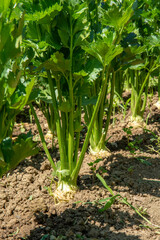 Row of Celery plant growing in the vegetable garden. Celery is a marshland plant in the family Apiaceae.