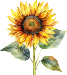 Obraz premium A Breathtaking Sunflower Watercolor Painting