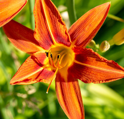 Hemerocallis fulva or the orange day-lily. Corn lily flowering in the garden. Close up. Detail.
