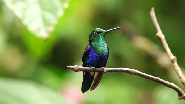 Green Violet Ear Hummingbird in Costa Rica