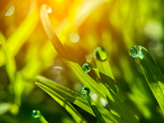 A few raindrops on he meadow grass and leaves, Melbourne, Australia. Fresh morning photo, closeup....