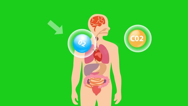 graphic animation human body emitting carbon dioxide 4k resolution isolated on green background