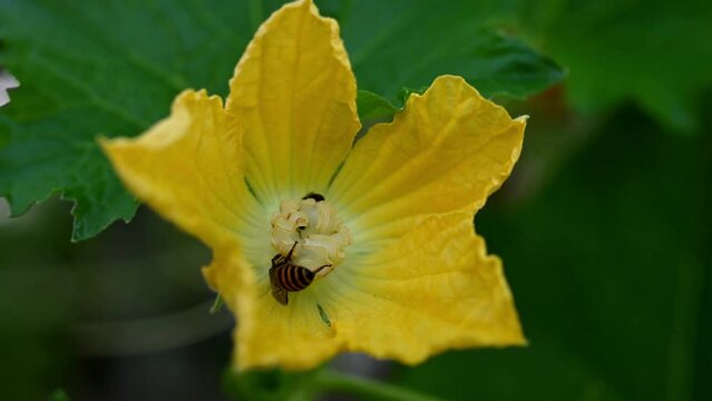  footage of blooming wax gourd with bee climbing on pollen