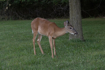 Deer at Jefferson barracks in south county mo bucks and does