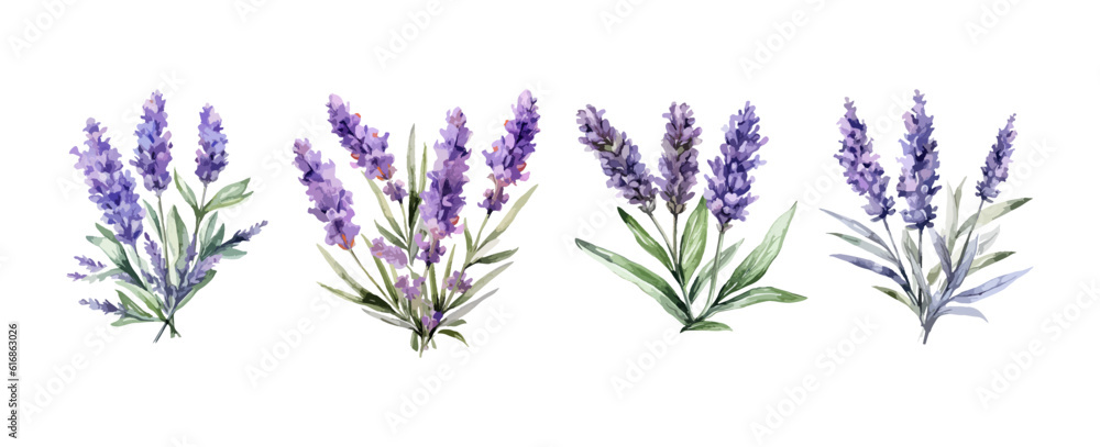 Wall mural set of purple lavender flowers watercolor isolated on white background. vector illustration