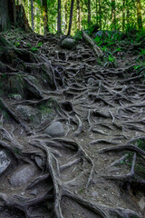A beautiful natural staircase formed by tree roots that leads to a swimming hole near the Twin Falls Waterfall at Lynn Canyon Park.