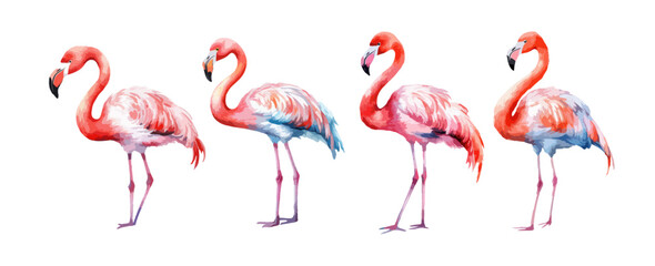 Beautiful flamingo birds watercolor isolated on white background. Vector illustration