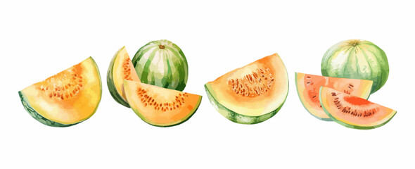 Set of cantaloupe melon fruit watercolor isolated on white background. Vector illustration - obrazy, fototapety, plakaty