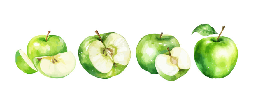 Set of green apples watercolor isolated on white background. Vector illustration