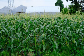 近郊農業のトウモロコシ（東京・府中）