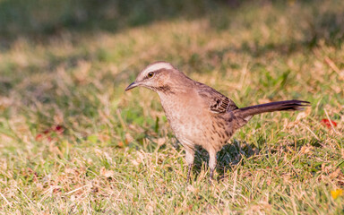 tenca (Mimus thenca) en patio con manguera