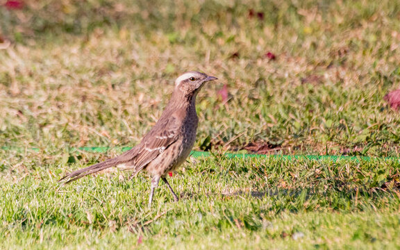 tenca (Mimus thenca) en patio con manguera