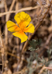 flor amarilla 