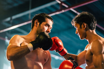 Gym atmosphere, Two professional fighters posing on the sport boxing ring. Fit muscular caucasian...