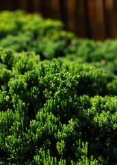 Close up of a Juniper Tree Wallpaper Background shallow depth of field Spring concept
