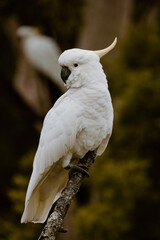 sulphur crested cockatoo