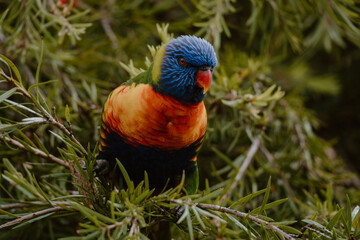 australian rainbow lorikeet