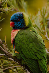 blue and yellow macaw
