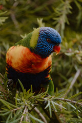rainbow lorikeet parrot