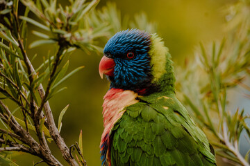 rainbow lorikeet on a branch