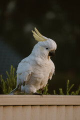 white cockatoo parrot