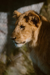 portrait of a lion