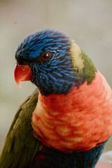 rainbow lorikeet parrot