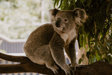 Koala in Tree
