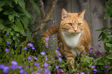 Orange tabby cat surrounded by catnip and purple flowers - Powered by Adobe