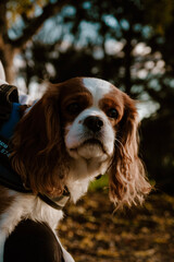 english cocker spaniel