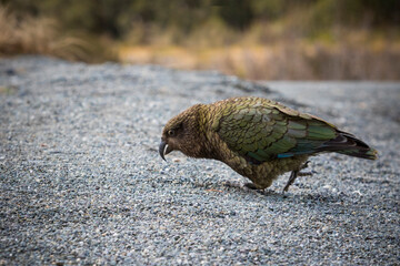 portrait of kea bird large ground parrot in west coast southland new zealand