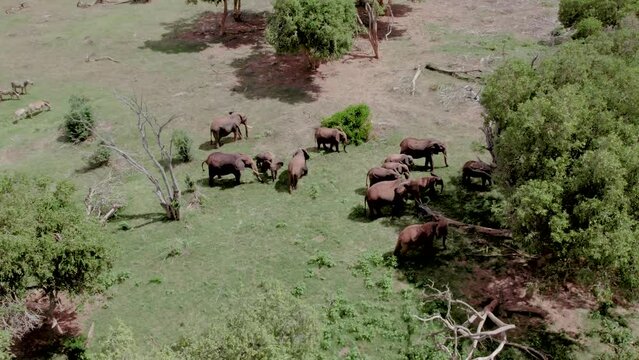 Aerial drone stock footafe elephants walking through trees grazing in  Tsavo national park