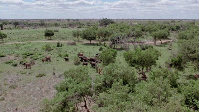 Aerial drone stock footage of elephants in Tsavo east national park Kenya