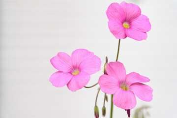 ピンクのオキザリス（カタバミ）の花