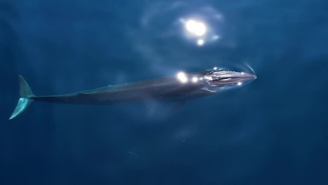 Sun Sparkling on a Fin Whale spouting in crystal clear waters near Dana Point located in Orange County, California