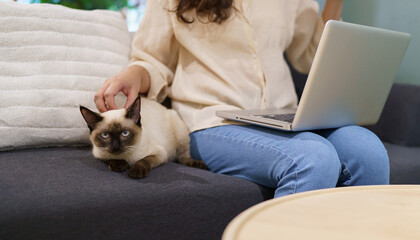 woman working from home with cat. cat asleep on the laptop keyboard. assistant cat working at Laptop