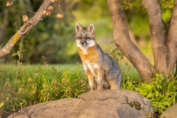 Naklejka na ściany i meble Fox on a Rock. Gray Fox (Urocyon cinereoargenteus) sits a top its pride rock, king of the forest. Green fairy tale scene, a reclusive canid in the morning sun. Captured in controlled conditions