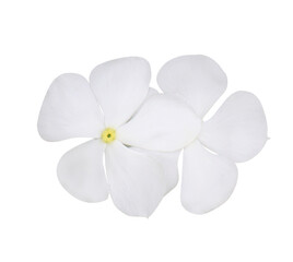 Fototapeta na wymiar White Catharanthus roseus or Madagascar periwinkle or Vinca or Old maid or Cayenne jasmine or Rose periwinkle flower bouquet isolated on transparent background.