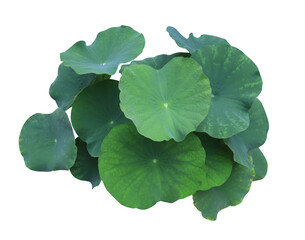 Close up green leaf of lotus or water lily tree isolated on transparent background. Top view of...