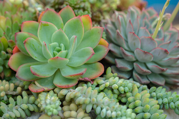 Close up of cactus succulent plants